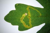 Stigmella aceris