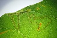 Acalyptris platani