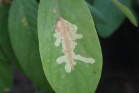 Parectopa robiniella