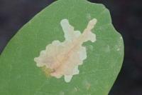 Parectopa robiniella