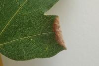 Phyllonorycter acerifoliella