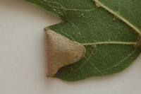 Phyllonorycter acerifoliella