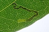 Stigmella aceris