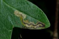 Stigmella speciosa
