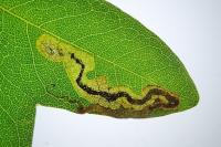 Stigmella speciosa