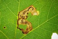Stigmella speciosa