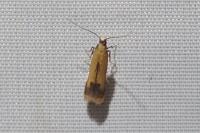 Coptotriche marginea
