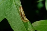 Phyllonorycter acerifoliella
