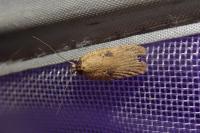 Agonopterix subpropinquella