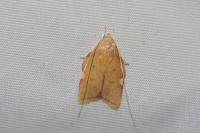 Carcina quercana