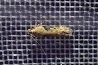 Scrobipalpa costella
