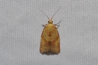 Clepsis consimilana