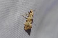 Phalonidia contractana
