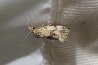 Cochylis molliculana
