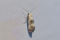 Cochylis posterana
