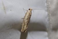 Eucosma cana