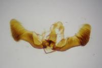 Eucosma cana