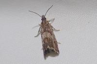 Dichrorampha acuminatana