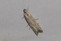 Phycitodes inquinatella
