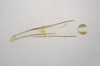 Phycitodes inquinatella