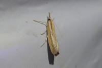 Agriphila tristella