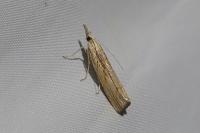 Agriphila inquinatella