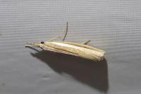 Agriphila selasella