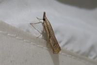 Agriphila geniculea