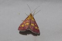 Pyrausta purpuralis