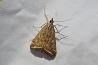 Loxostege sticticalis