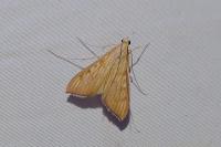 Antigastra catalaunalis