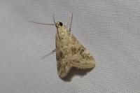 Hellula undalis