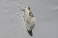 Cilix glaucata