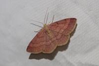 Scopula rubiginata