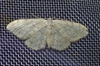 Scopula marginepunctata