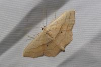 Scopula imitaria