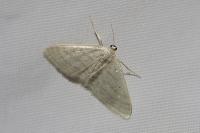 Idaea subsericeata