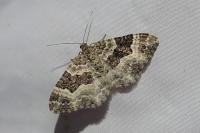 Epirrhoe alternata