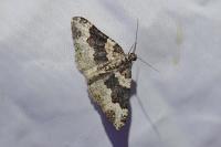 Epirrhoe galiata