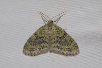 Acasis viretata