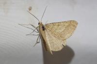 Isturgia murinaria