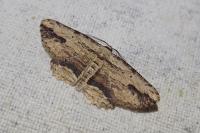 Menophra abruptaria