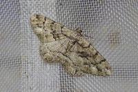 Peribatodes ilicaria