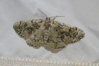 Cleorodes lichenaria