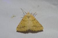 Aspitates ochrearia