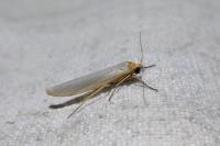 Eilema caniola