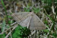 Polypogon plumigeralis