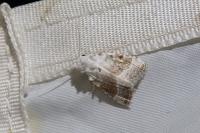 Meganola albula