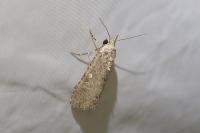 Spodoptera exigua