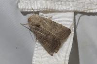 Hoplodrina blanda